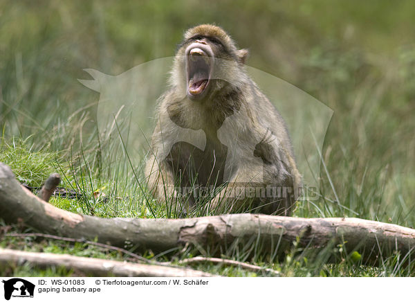 gaping barbary ape / WS-01083