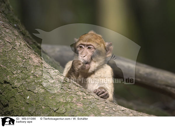 barbary ape / WS-01086