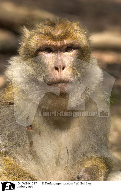 barbary ape / WS-01087