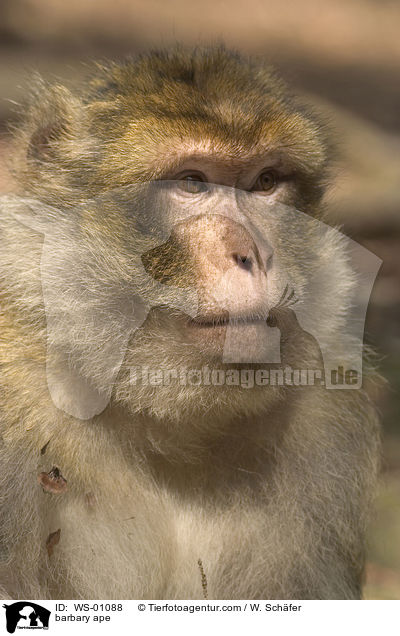 barbary ape / WS-01088