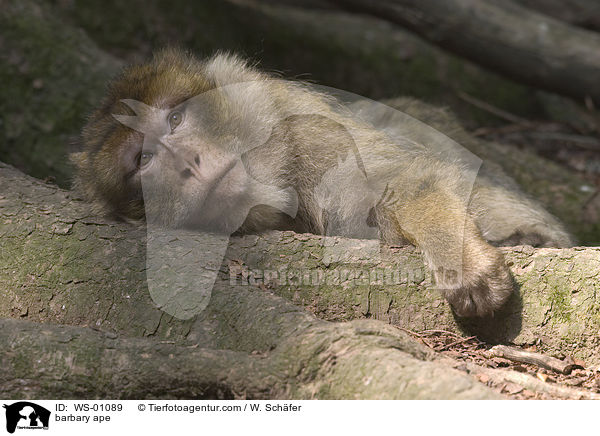 barbary ape / WS-01089