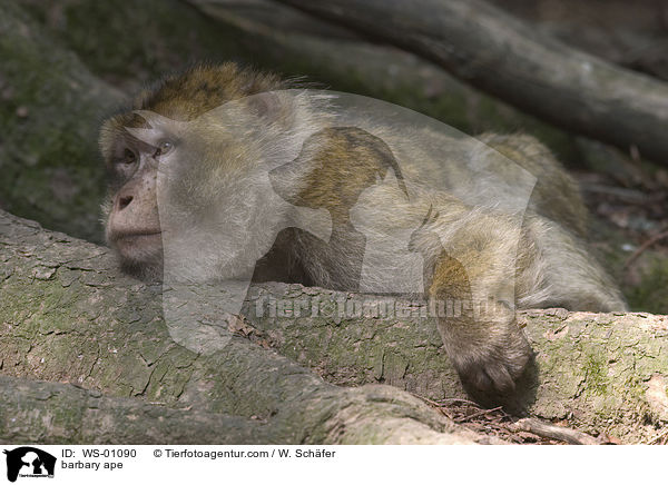 barbary ape / WS-01090