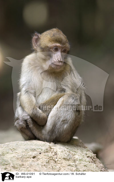 barbary ape / WS-01091