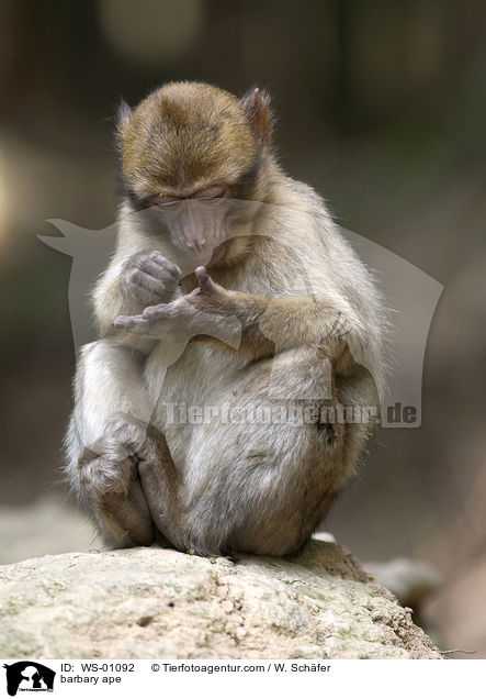 barbary ape / WS-01092