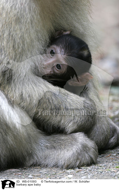 barbary ape baby / WS-01093