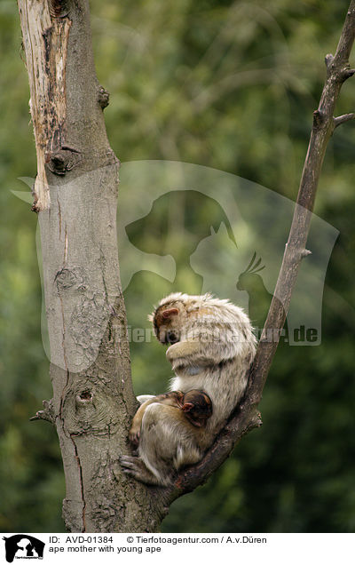 Berberaffe Mutter mit Jungem / ape mother with young ape / AVD-01384