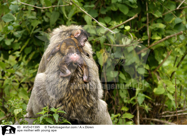Berberaffe Mutter mit Jungem / ape mother with young ape / AVD-01395