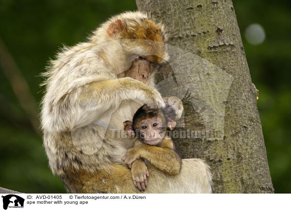 Berberaffe Mutter mit Jungem / ape mother with young ape / AVD-01405