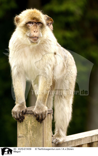 Berberaffe / Magot / AVD-01409