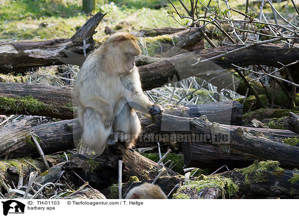 Berberaffe / barbary ape / TH-01103