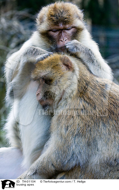 Affen beim Lausen / lousing apes / TH-01104