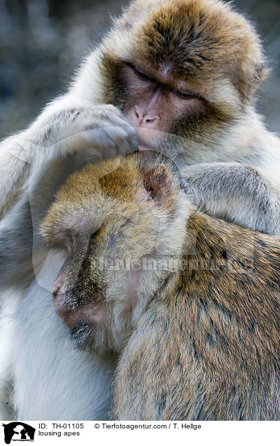 Affen beim Lausen / lousing apes / TH-01105