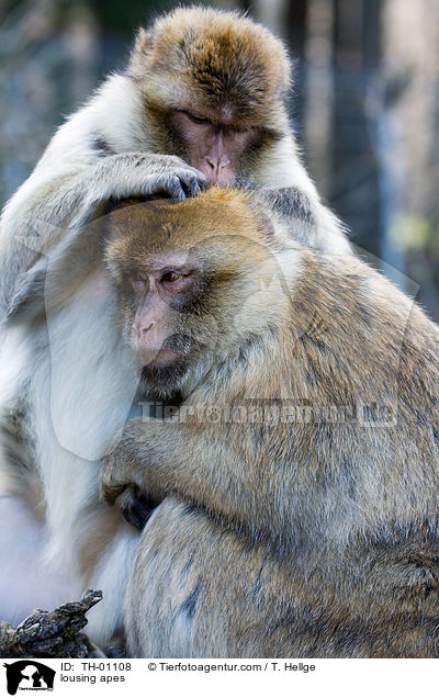 Affen beim Lausen / lousing apes / TH-01108
