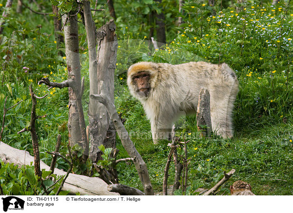 Berberaffe / barbary ape / TH-01115