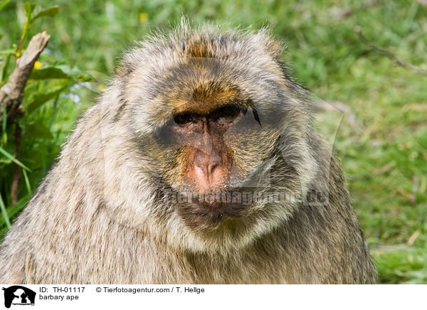 Berberaffe / barbary ape / TH-01117