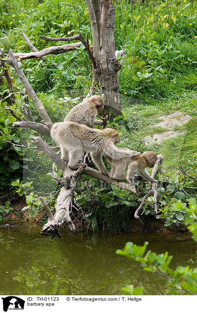 barbary ape / TH-01123