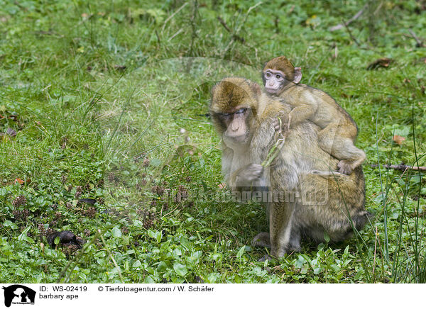 Berberaffe / barbary ape / WS-02419