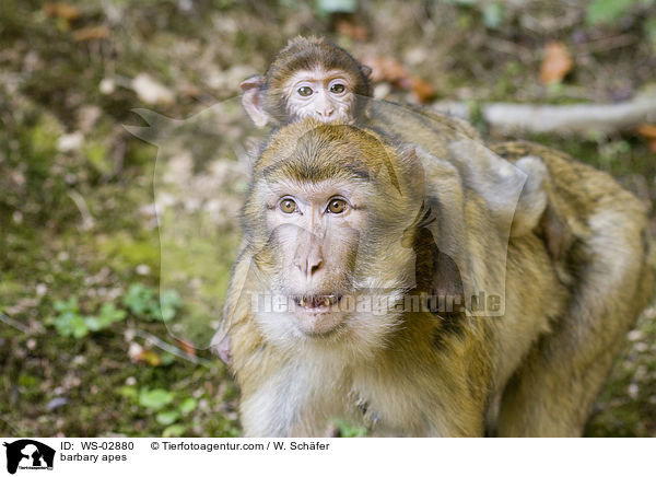 barbary apes / WS-02880