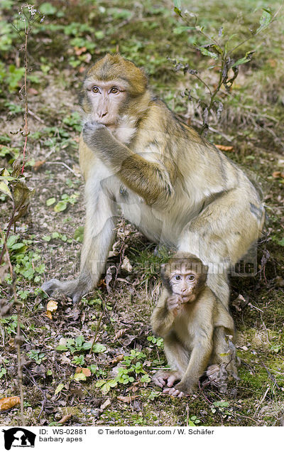 barbary apes / WS-02881