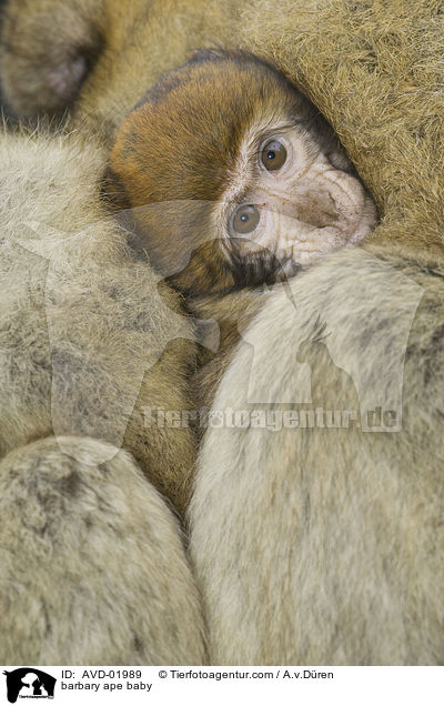 Berberaffen Baby / barbary ape baby / AVD-01989