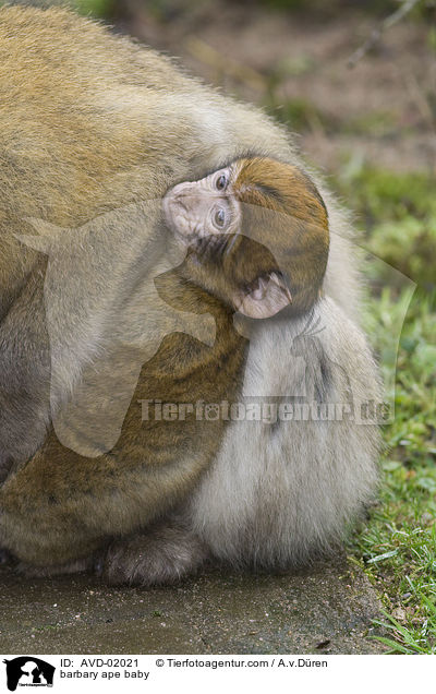 barbary ape baby / AVD-02021