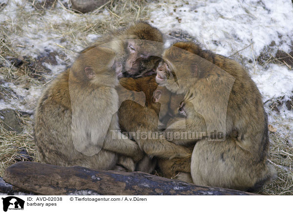 barbary apes / AVD-02038