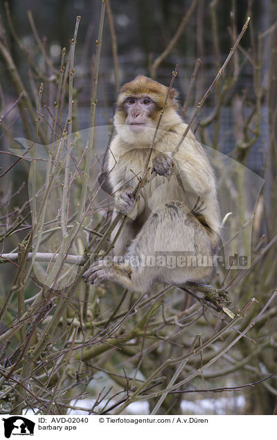 barbary ape / AVD-02040