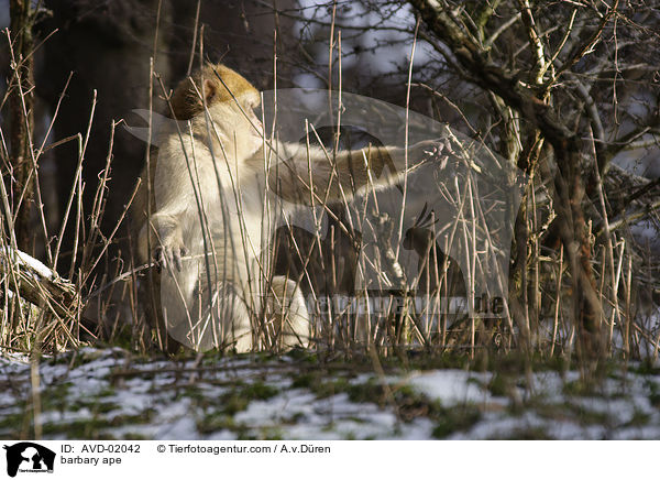 barbary ape / AVD-02042