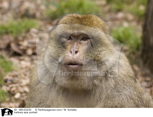 barbary ape portrait / WS-03230