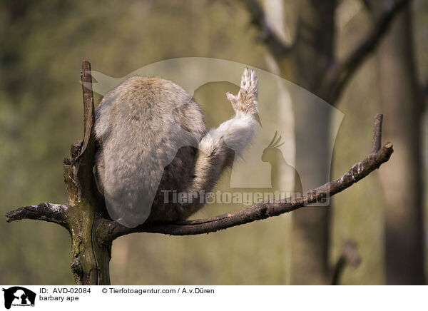 barbary ape / AVD-02084