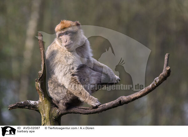 barbary ape / AVD-02087