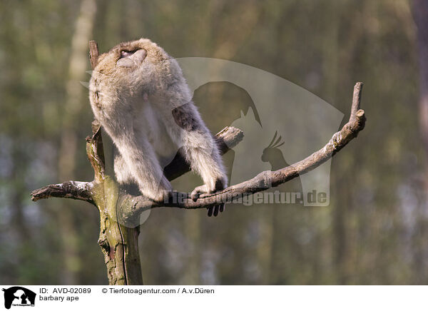 barbary ape / AVD-02089