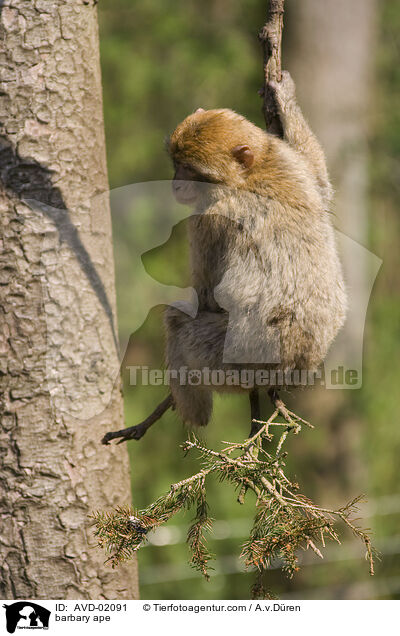 barbary ape / AVD-02091
