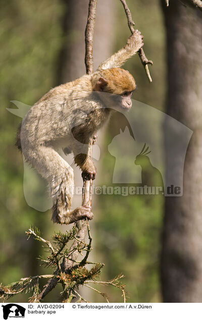 barbary ape / AVD-02094