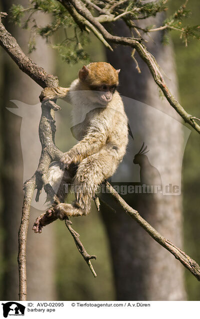barbary ape / AVD-02095