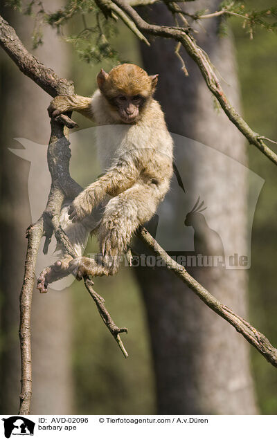 barbary ape / AVD-02096