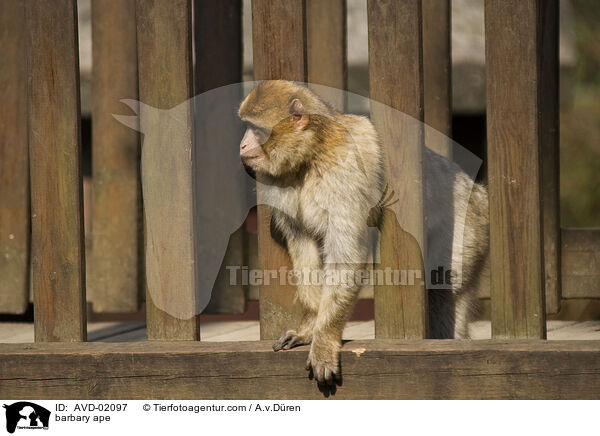 barbary ape / AVD-02097
