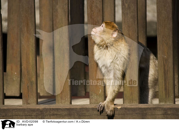barbary ape / AVD-02098