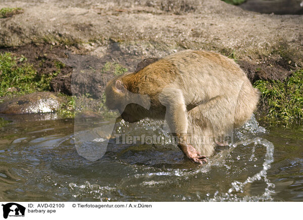 barbary ape / AVD-02100