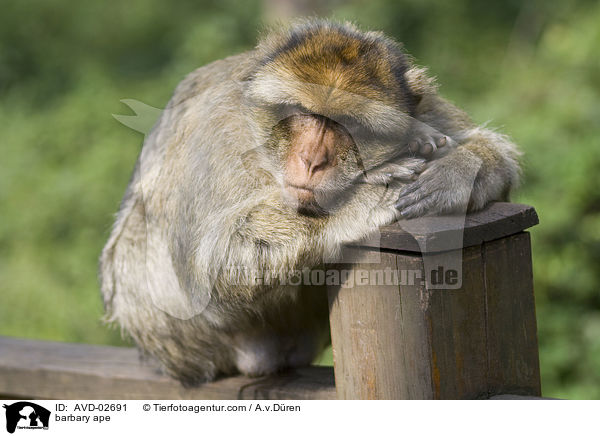 Berberaffe / barbary ape / AVD-02691