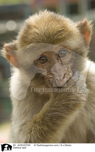 barbary ape / AVD-02700