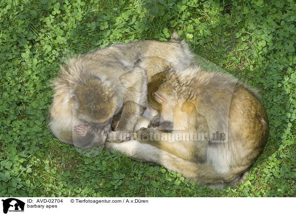 Berberaffen / barbary apes / AVD-02704