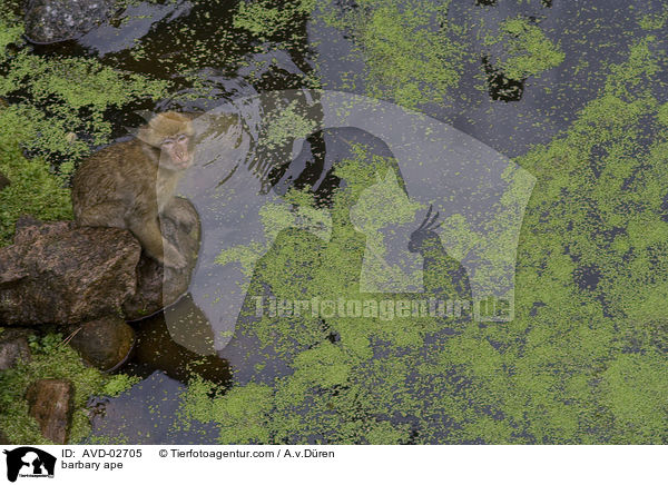 barbary ape / AVD-02705