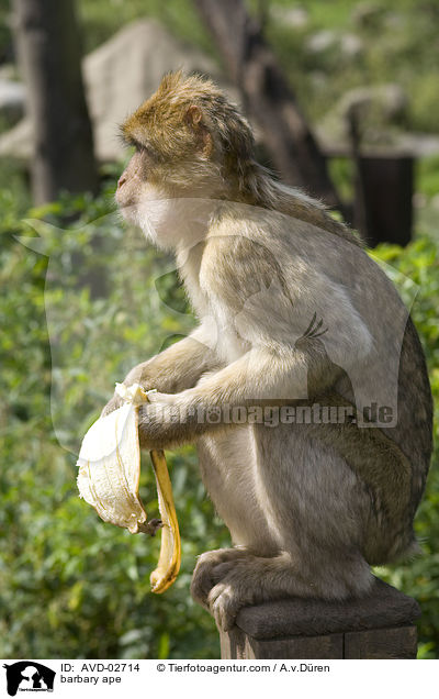 barbary ape / AVD-02714