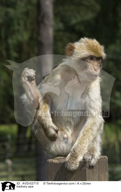 Berberaffe / barbary ape / AVD-02715