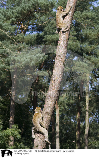 barbary apes / AVD-02723