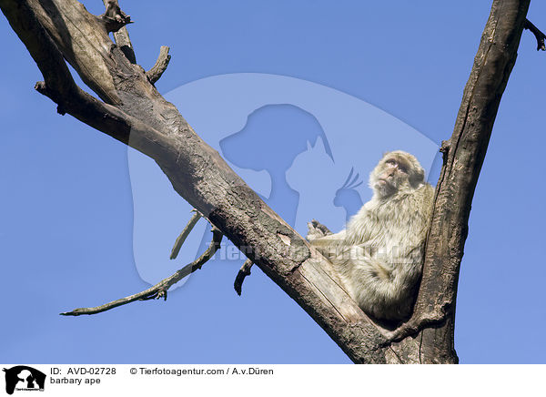 Berberaffe / barbary ape / AVD-02728