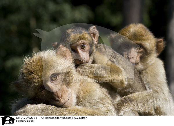 Berberaffen / barbary apes / AVD-02731