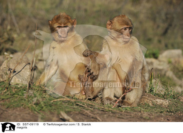Berberaffen / magots / SST-09119