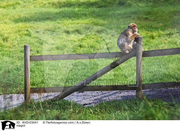 Berberaffe / magot / AVD-03041